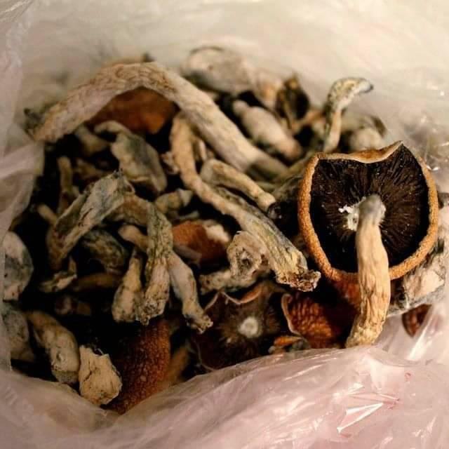 buy magic mushrooms online uk