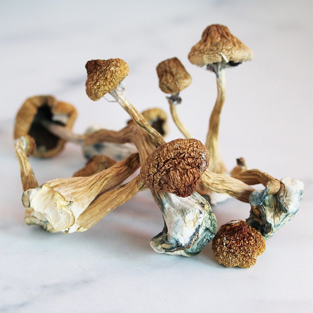 buy magic mushrooms in the uk, where to buy magic shrooms uk
