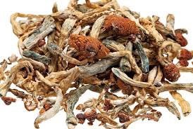 where to find or buy dried magic mushrooms uk