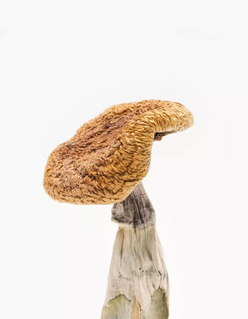 buy golden teacher mushrooms uk, buy psychedelic shrooms uk, magic mushrooms uk