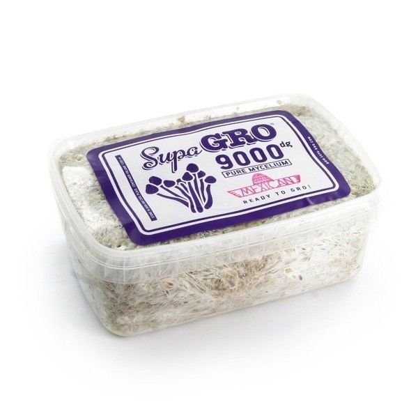 Mexican Mushroom Grow Kit, magic mushroom grow kits uk