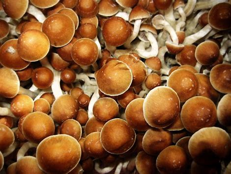 Magic Mushrooms Cubensis