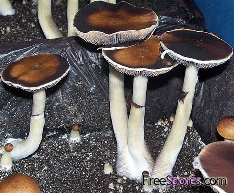 Psilocybe Cubensis Spore Syringe