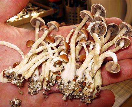 Psychedelic mushrooms benefits
