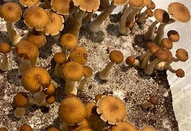 Psilocybin retreats USA