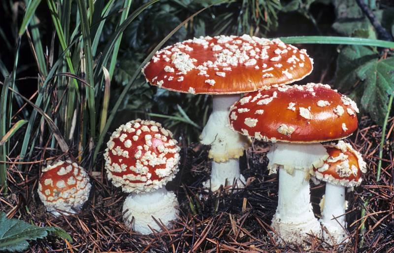 buy amanita muscaria for sale