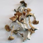 golden teacher mushrooms uk, buy golden teacher mushrooms uk