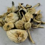 magic mushroom strains uk