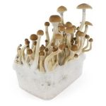 B+ Mushrooms Grow Kit