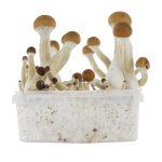 Golden Teacher Mushrooms Grow Kit