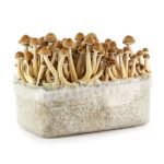 Hawaiian Mushroom Grow Kit