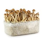 Hawaiian Mushrooms Grow Kit