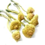 huautla cubensis magic mushrooms uk