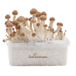 McKennai Mushrooms Grow Kit