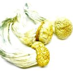 Buy Penis Envy Cubensis