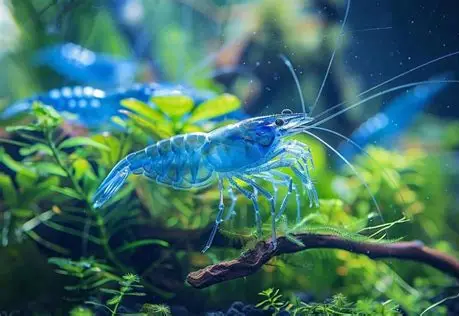blue dream shrimp