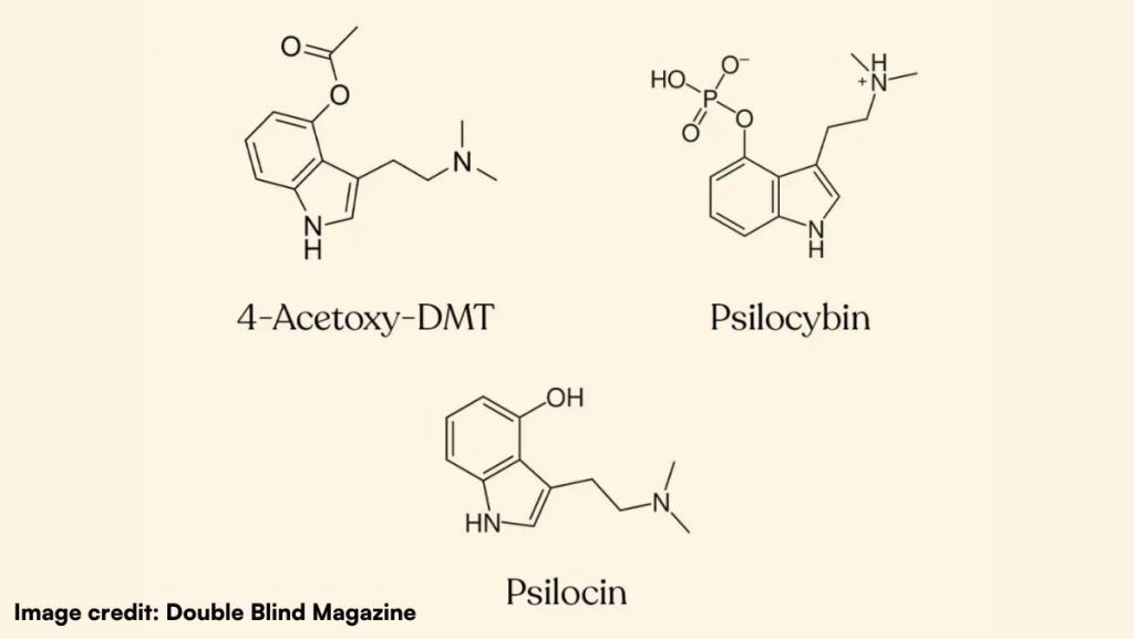 psilocybin vs dmt