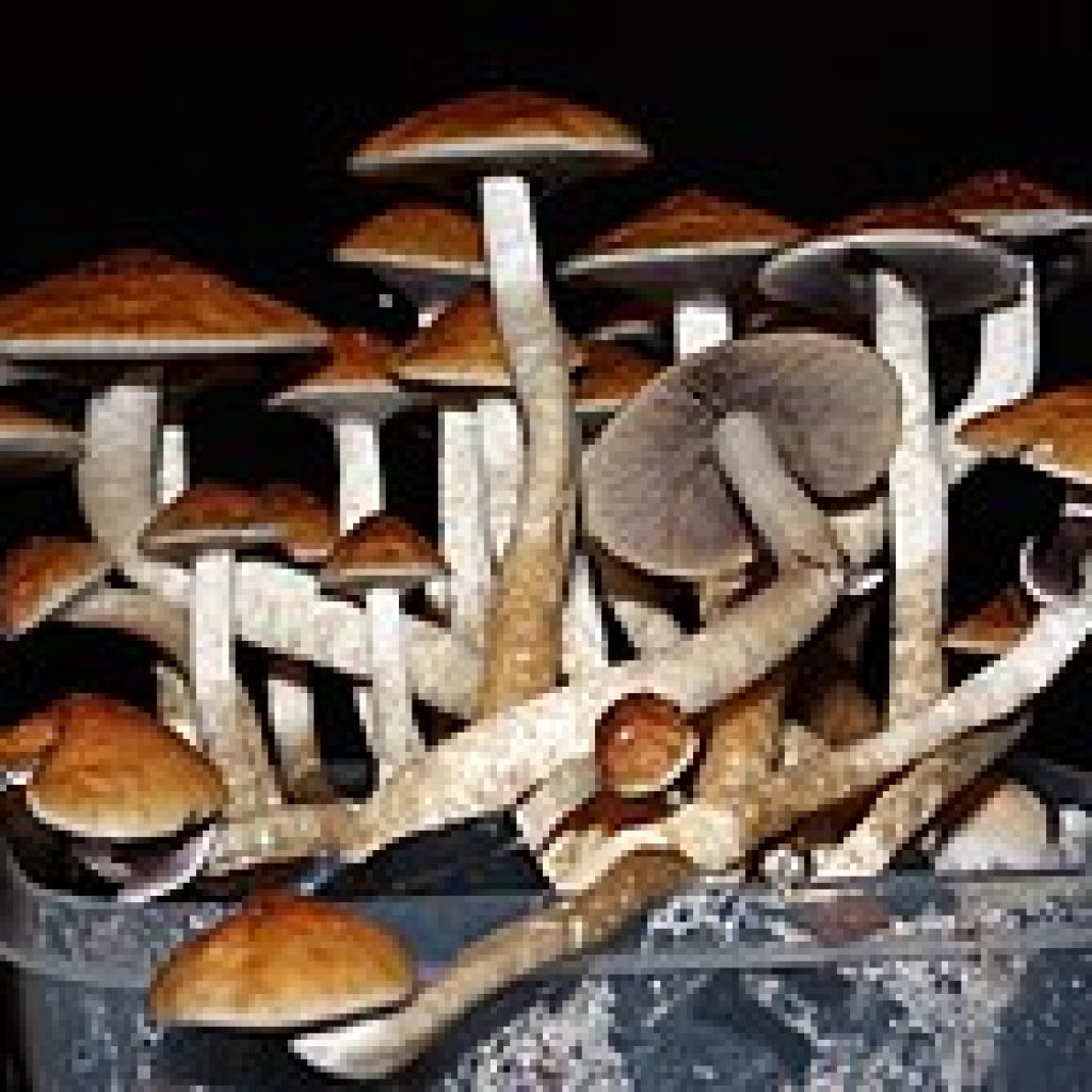 golden teacher magic mushrooms uk, psilocybin microdosing uk