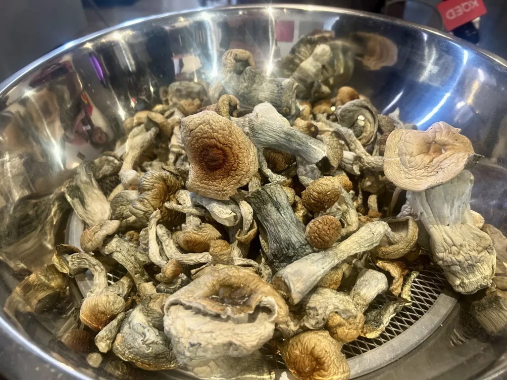 buy golden teacher mushrooms in uk